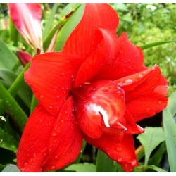 Hipeastrum - Amarylis - Red Peacock - 1 cebula