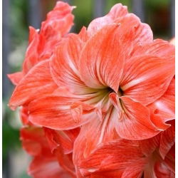 Hippeastrum, amarylis, zwartnica - Lady Jane - 1 cebula