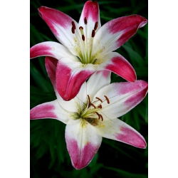 Lilia - Pink & White