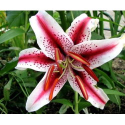 Lilia orientalna Dizzy - 1 cebula