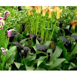 Zantedeschia, Calla - Kalla, Kalia Czarna - Schwarzwalder - 1 cebula
