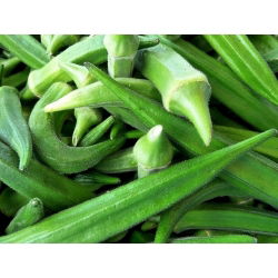Ketmia jadalna - Okra - 30 nasion