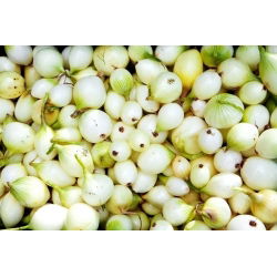 Cebula dymka - biała - 0,5kg