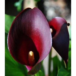 Zantedeschia, Calla - Kalla, Kalia Czarna - Schwarzwalder - 1 cebula