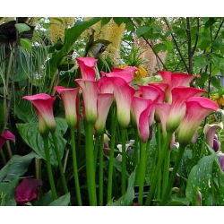 Zantedeschia, Calla – Kalla, Kalia Różowa - 1 cebula