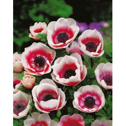 Zawilec Bicolor - De Caen - 8 bulw
