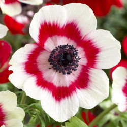 Zawilec Bicolor - De Caen - 8 bulw