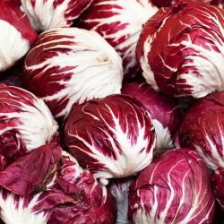 Cykoria sałatowa radicchio Palla Rossa 3 - 360 nasion