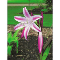 Crinum Cintho Alfa - Krynia paskowana - 1 cebula