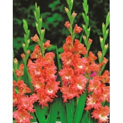 Gladiolus - Mieczyk Frizzled Coral Lace - 5 cebulek