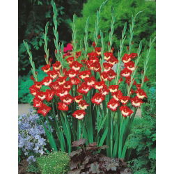 Gladiolus - Mieczyk Mademoiselle de Paris - 5 cebulek