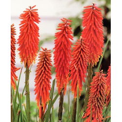 Kniphofia – Trytoma Nancy Red - 1 kłącze