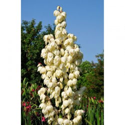 Juka karolińska - Yucca filamentosa - 1 kłącze