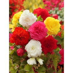 Begonia strzępiasta Fimbriata - mix kolorów - 2 bulwy