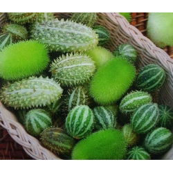 Ogórek ozdobny - 54 nasion