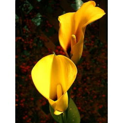 Zantedeschia, Calla – Kalla, Kalia Żółta - 1 cebula