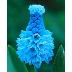 Szafirek błękitny - Muscari azureum - 10 cebulek