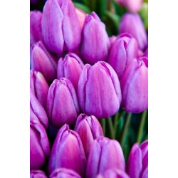 Tulipan Magic Lavender - 5 cebulek