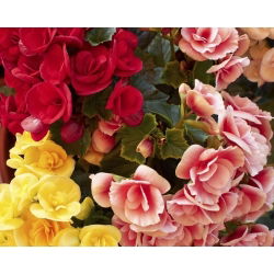 Begonia podwójna (pełna) - mix kolorów - 2 bulwy