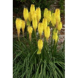 Kniphofia - Trytoma Minister Verschuur - 1 kłącze