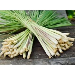 Trawa cytrynowa - wyjątkowy smak i aromat! - 400 nasion