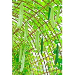 Tykwa pospolita Snake - 7 nasion