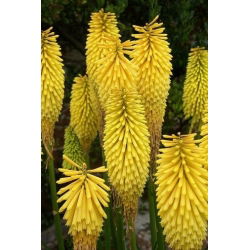 Kniphofia - Trytoma Minister Verschuur - 1 kłącze