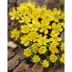 Rannik wiosenny Eranthis cilicica - 5 cebulek