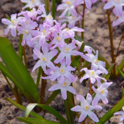 Śnieżnik - Chionodoxa forbesii Pink Giant - 10 cebulek