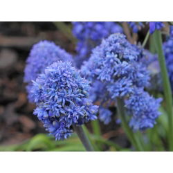 Szafirek Muscari Blue Spike - 10 cebulek