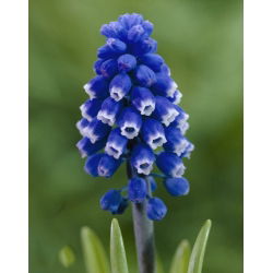 Szafirek Muscari Dark Eyes - op. 5 szt.
