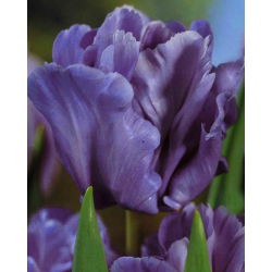 Tulipan papuzi Blue Parrot - 5 cebulek