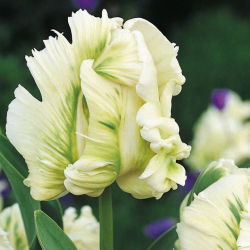 Tulipan papuzi Super Parrot - op. 5 cebulek