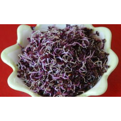 Nasiona na kiełki kapusta głowiasta czerwona