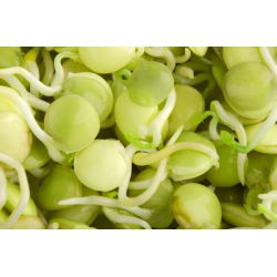 Nasiona na kiełki - Soczewica - 990 nasion