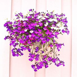 Lobelia zwisła - karminowoczerwona - 3200 nasion