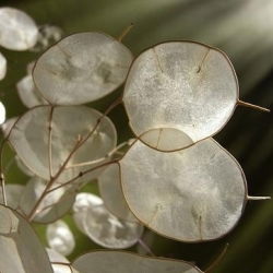 Miesięcznica (Miesięcznica, Lunaria) - 45 nasion