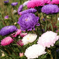 Aster chryzantemowy - 450 nasion