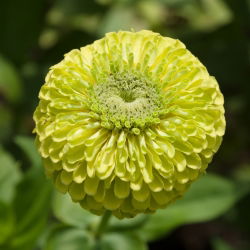 Cynia wytworna daliowa Envy - 120 nasion
