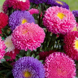 Aster chiński książęcy - 500 nasion