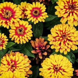 Cynia meksykańska - 375 nasion