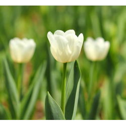 Tulipan Cheers - 5 cebulek