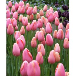 Tulipan Menton - 5 cebulek