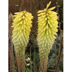 Kniphofia Percy's Pride - 1 kłącze