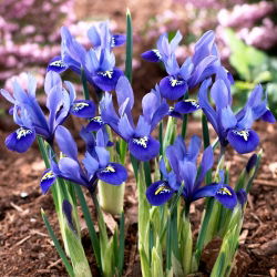 Irys żyłkowany - Iris reticulata - 10 sztuk