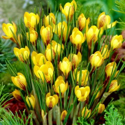 Krokus wiosenny Fuscotinctus - 10 cebulek