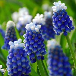 Szafirek Auchera - Muscari Mount Hood - 5 cebulek