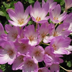 Zimowit Lilac Wonder - piękne liliowe kwiaty - 1 cebula