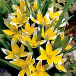 Tulipan Tarda - 5 cebulek
