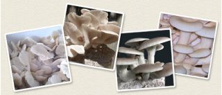 Boczniak ogrodowy zestaw do samodzielnej uprawy - 1 kg